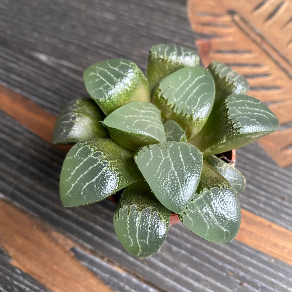 Haworthia emelyae var. comptoniana