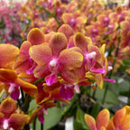 Phalaenopsis Bronze Buddha (Varázslatos) - illatos virágok