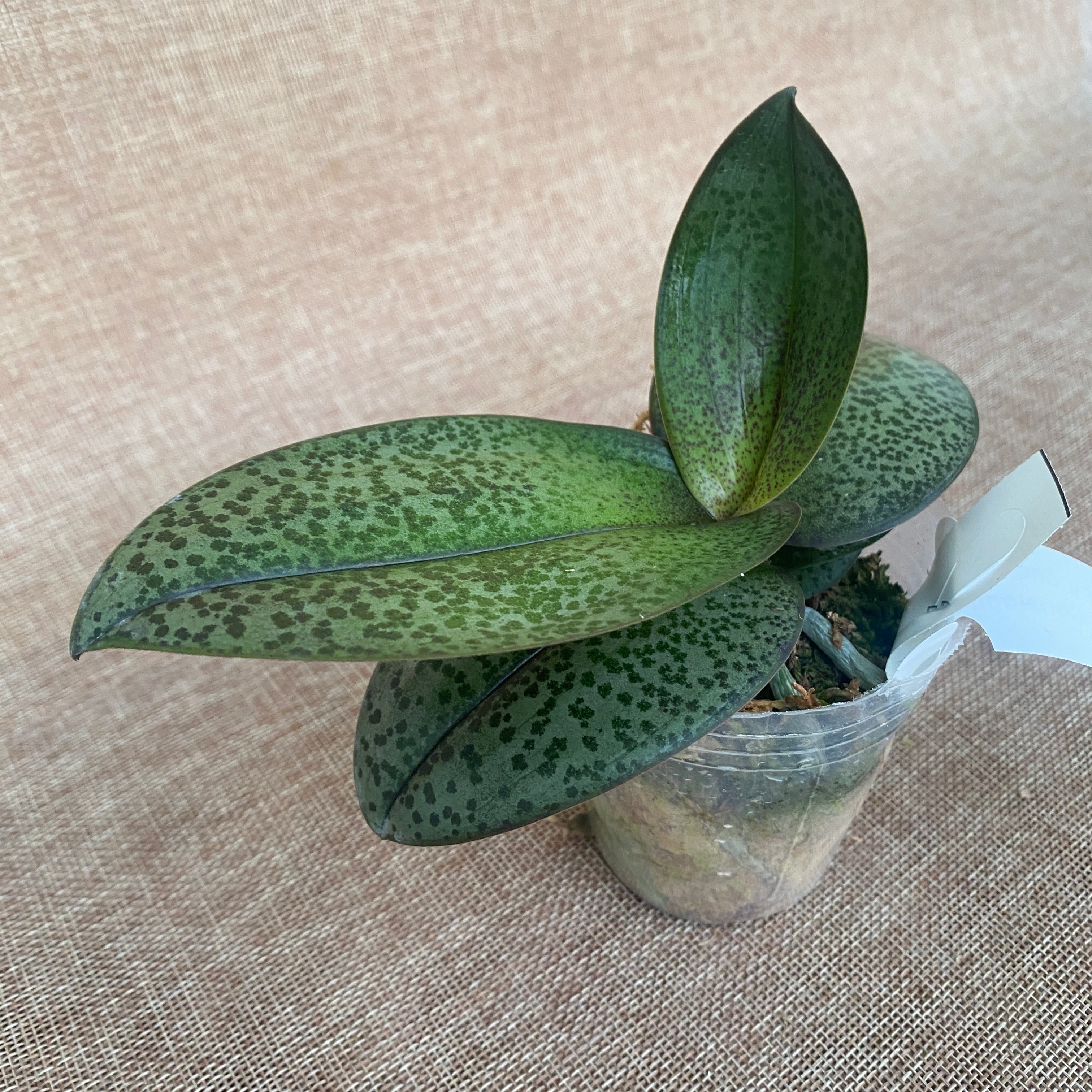 Phalaenopsis Pinlong Cheris (Rothschildiana x Timothy Christopher)