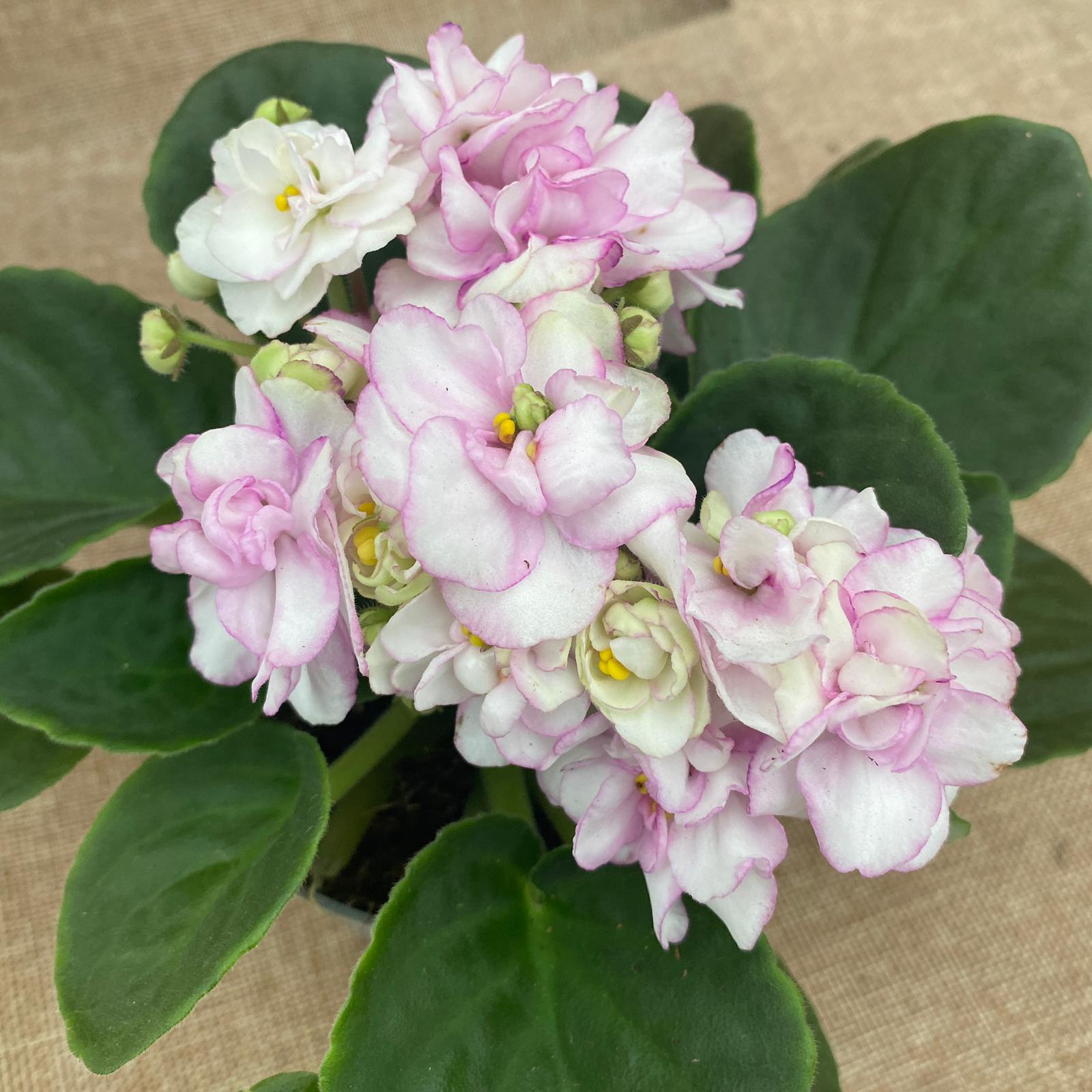 Saintpaulia Rosanne Puck - violete cu flori duble