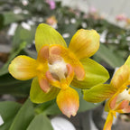 Φαλαίνοψις Yaphon Perbalm (πελωρική)