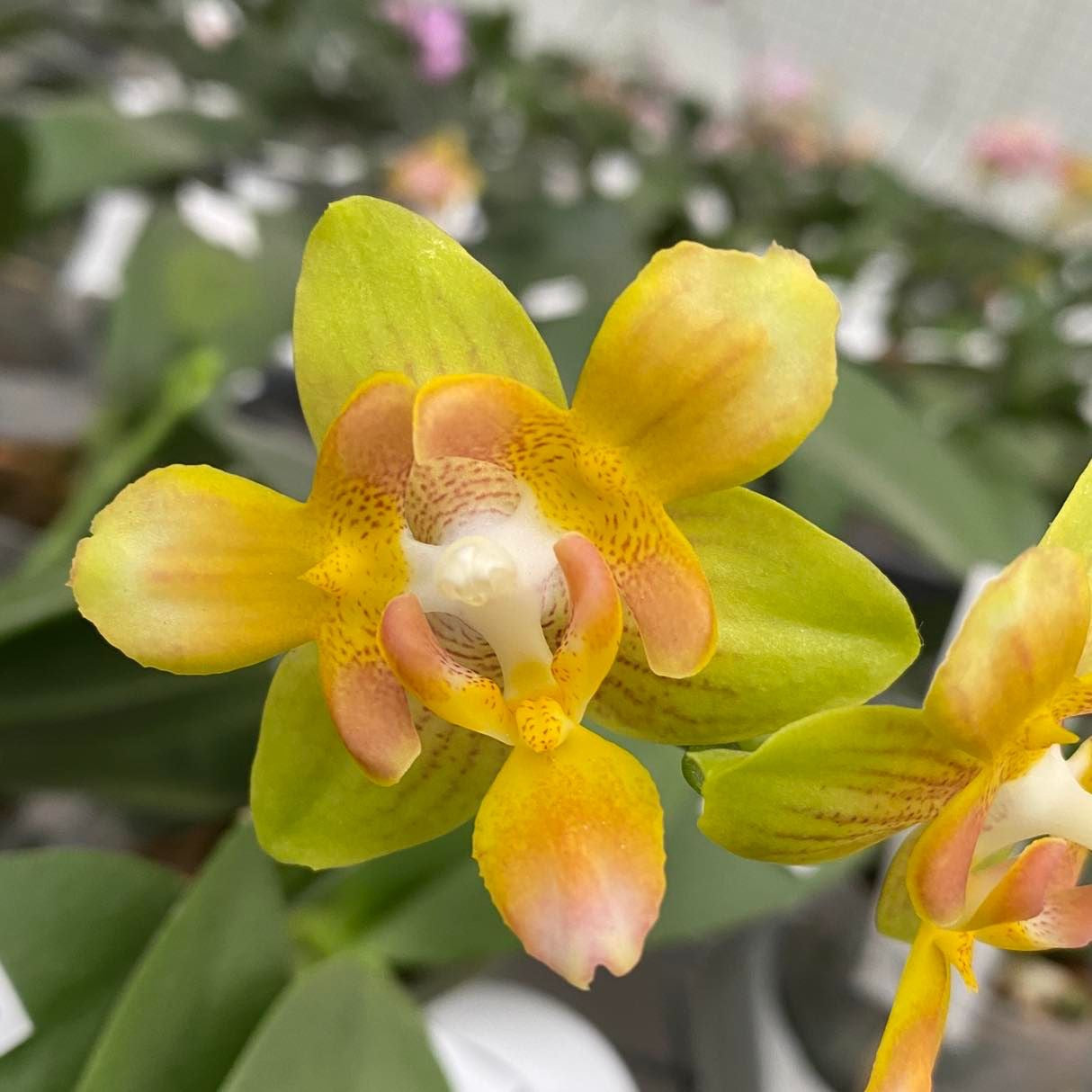 Phalaenopsis Yaphon Perbalm (pélorique)