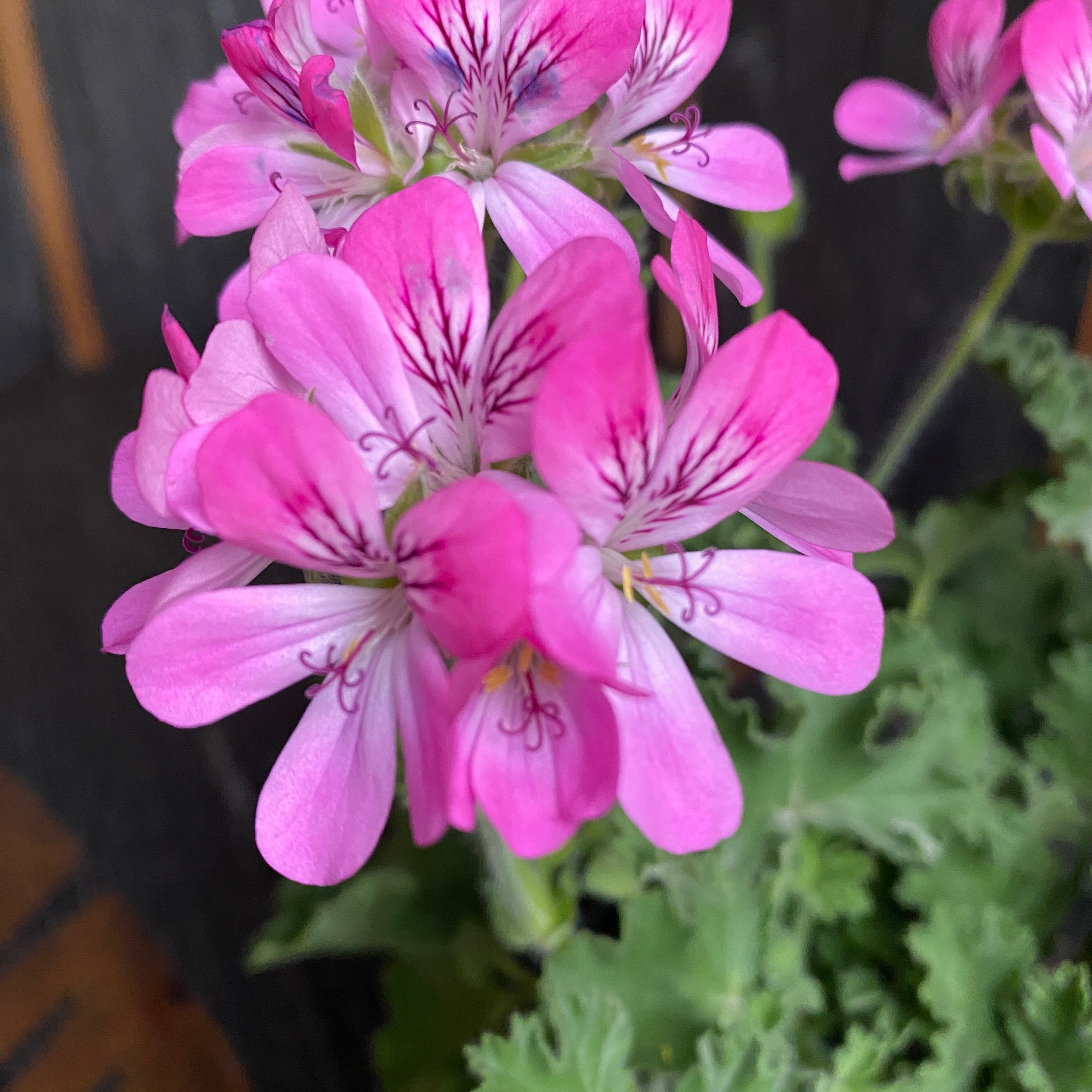 Scented geraniums - Scented Geranium 'Isko Rose' (rose scent)