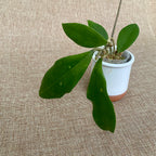 Hoya mindorensis 'ut 042' *flori parfumate