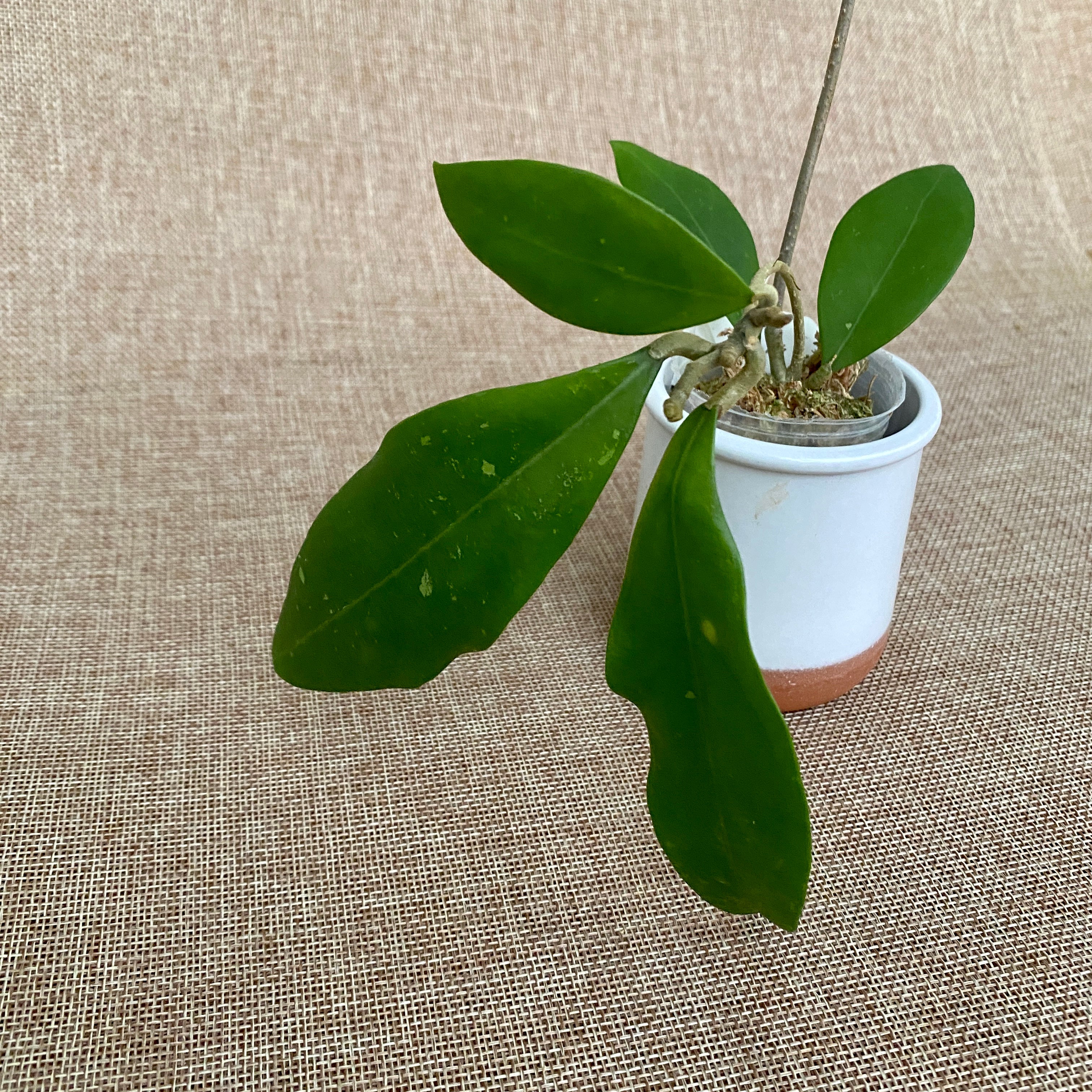 Hoya mindorensis 'ut 042' *flori parfumate