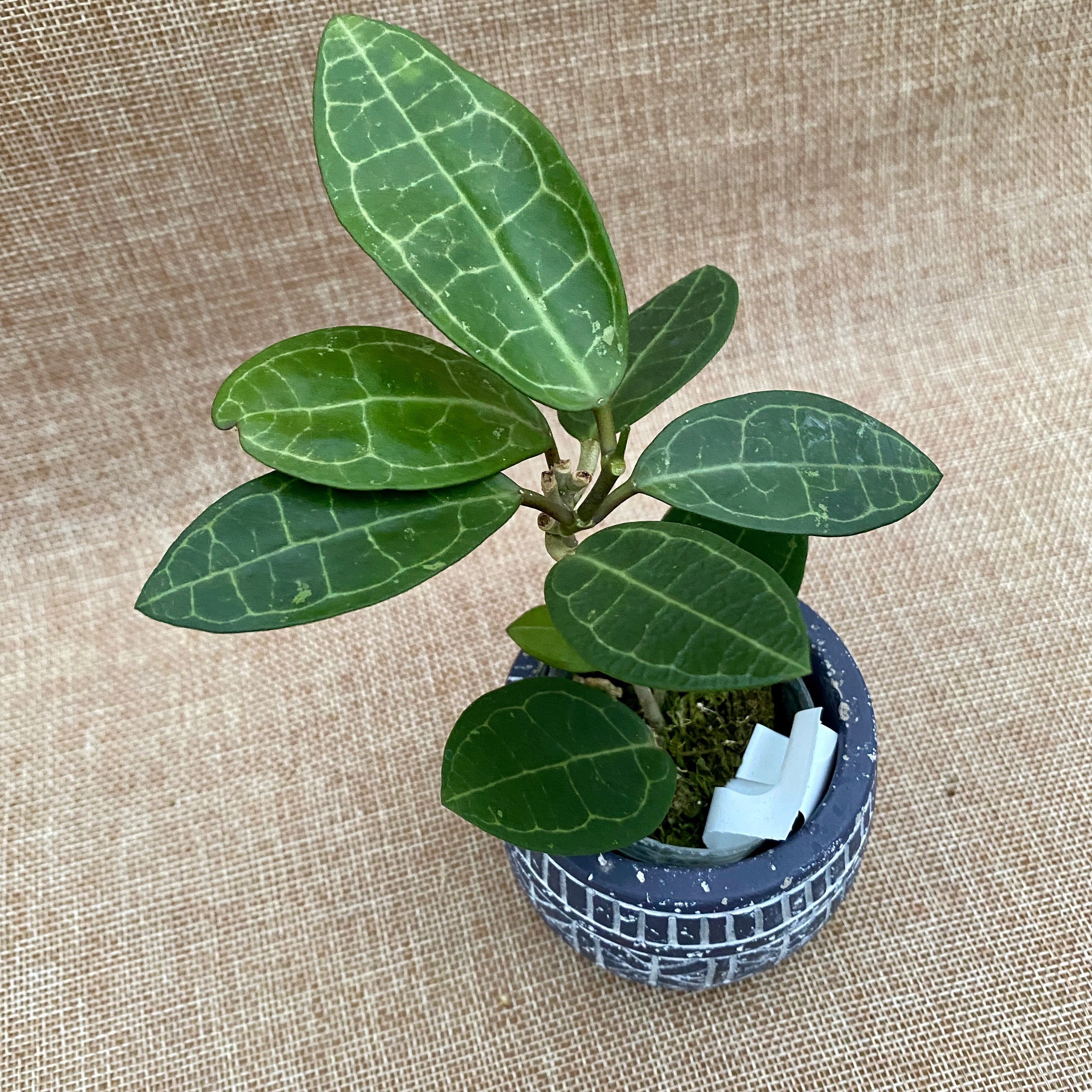Hoya elliptica (Turtle Shell Hoya) – Floraria Secret Garden (SG)