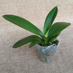 Phalaenopsis OX Wedding Dress