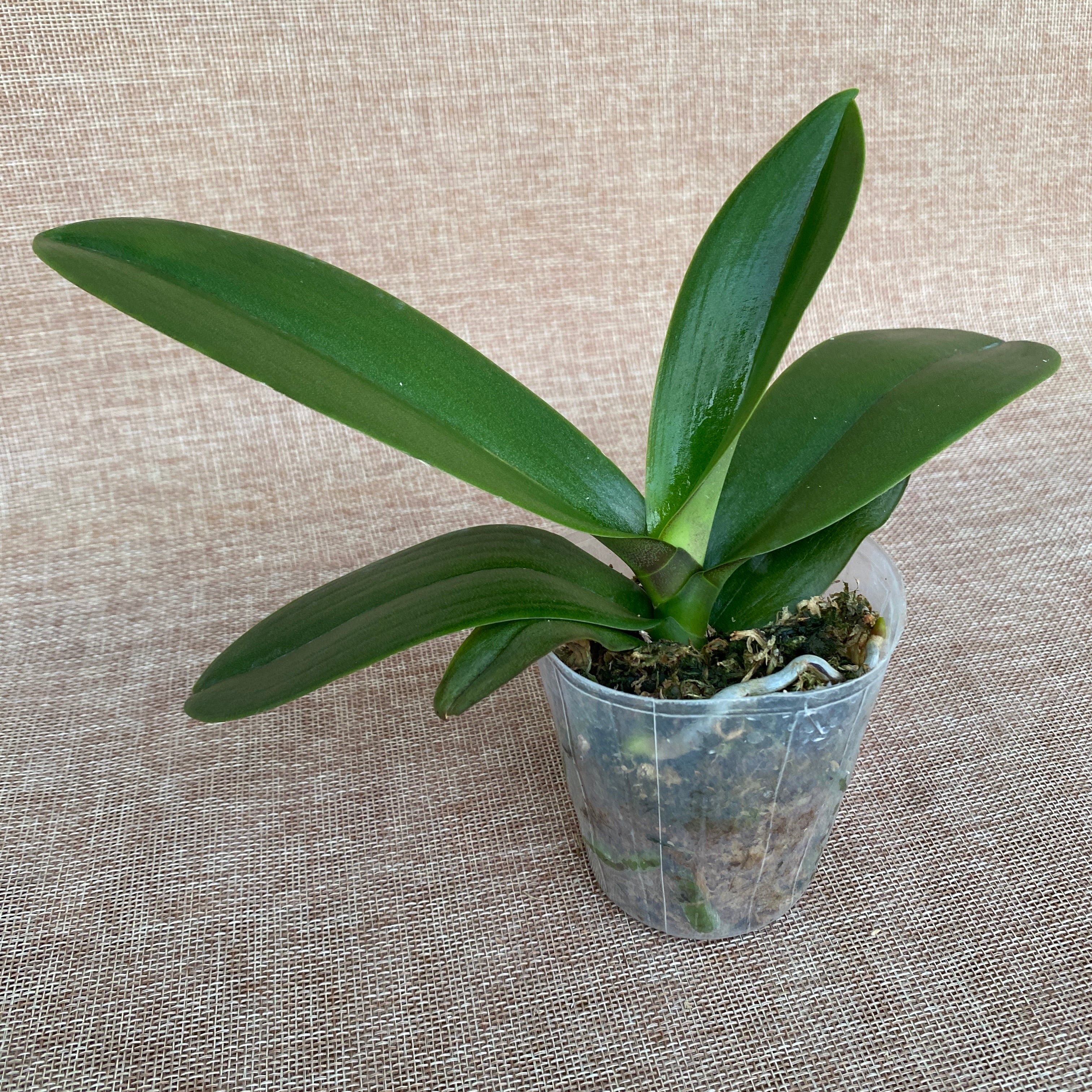 Phalaenopsis OX Abito da Sposa