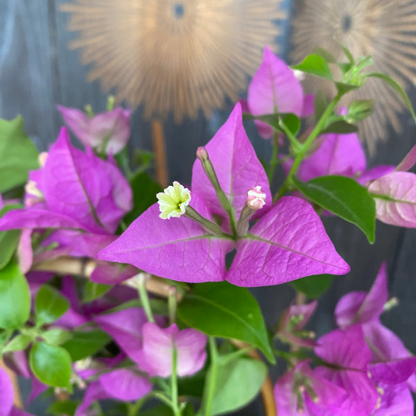 Bougainvillea 'Purple' - the purple paper flower