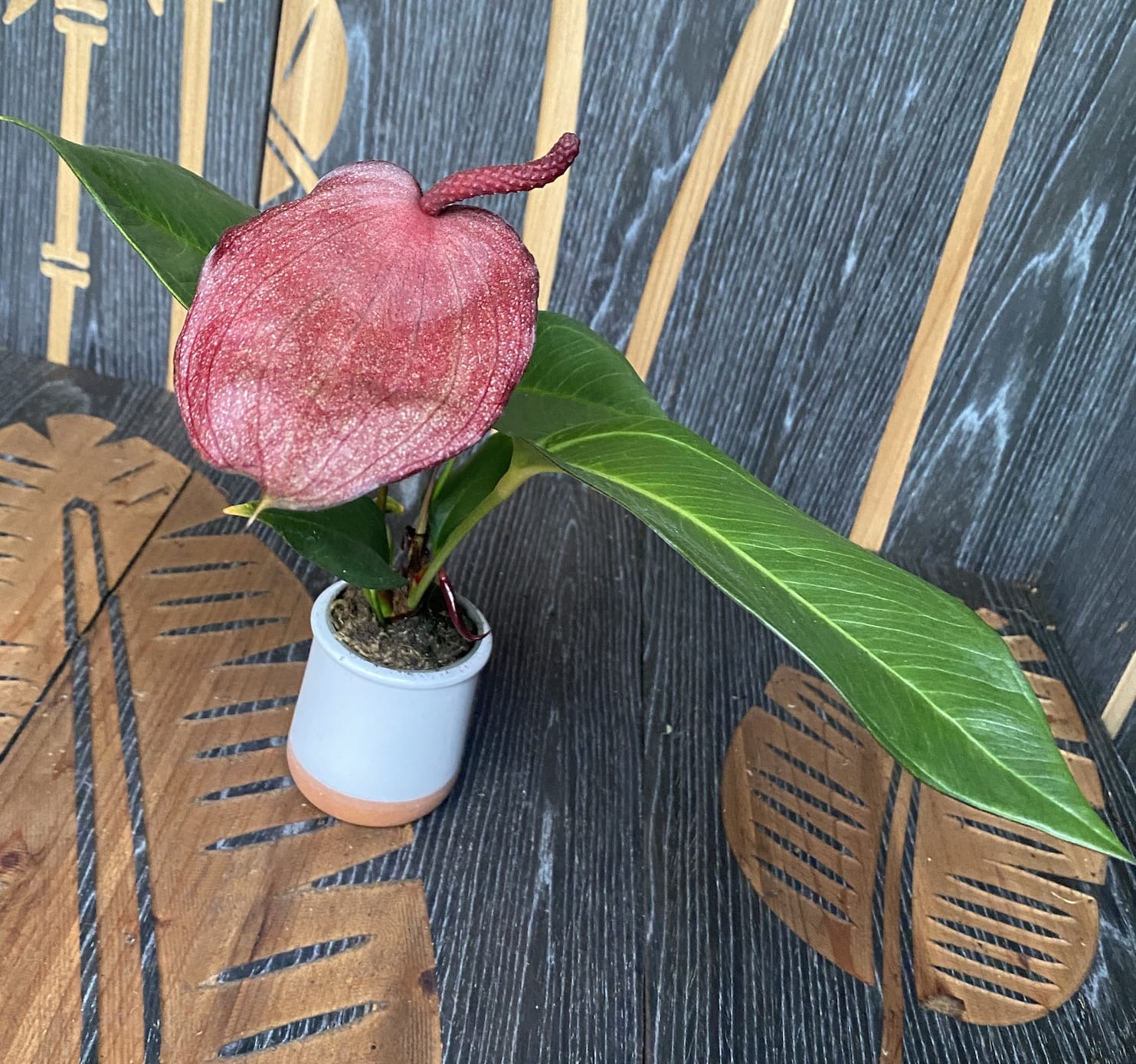 Anthurium Scherzerianum Chocolade