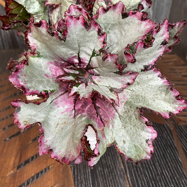 Begonia bicolora - no ID