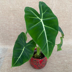 Alocasia micholitziana 'Frydek' (Taïwan)