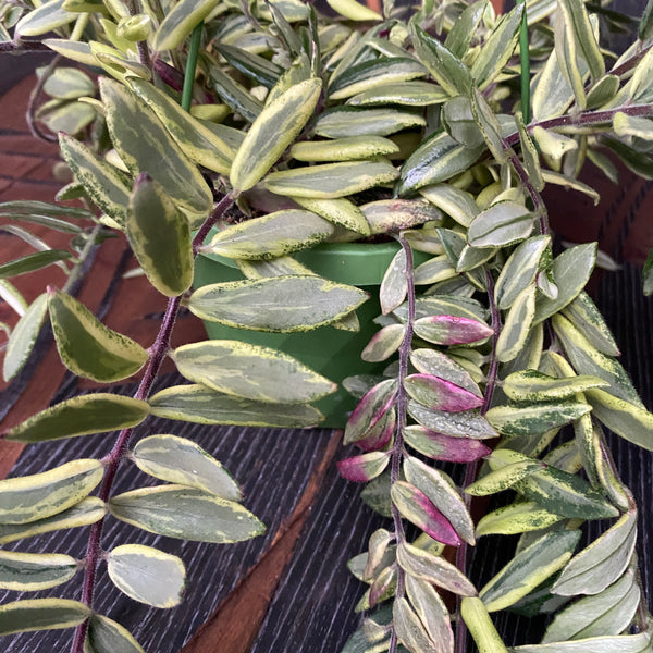 Aeschynanthus Bolero with variegated leaves (Lipstick plant)