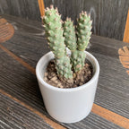 Tephrocactus strobiliformis (dennenappelcactus)