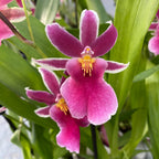 Goodaleara Tahitien hybride * parfumée