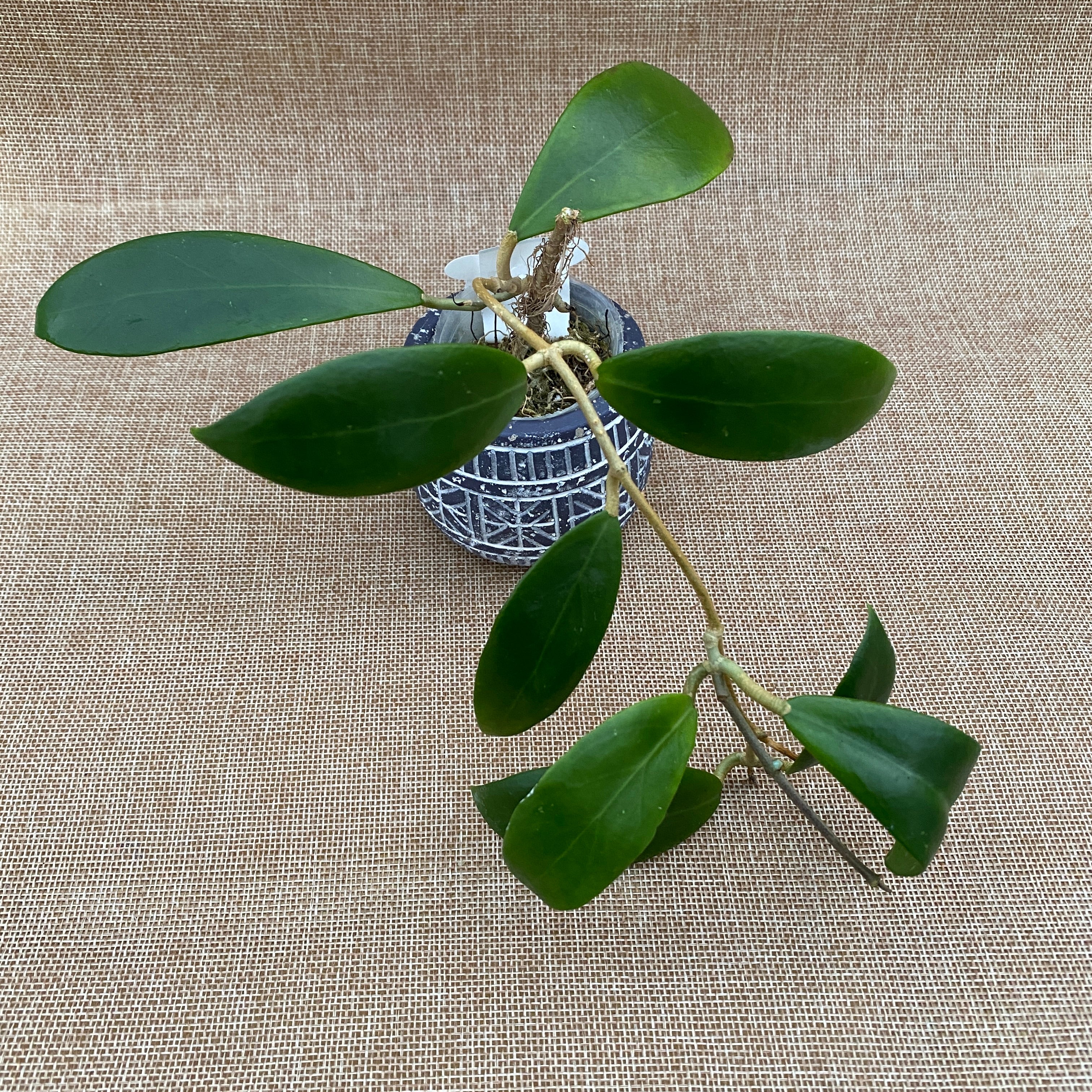 Hoya mindorensis 'Red Star' (exemplare dezvoltate)