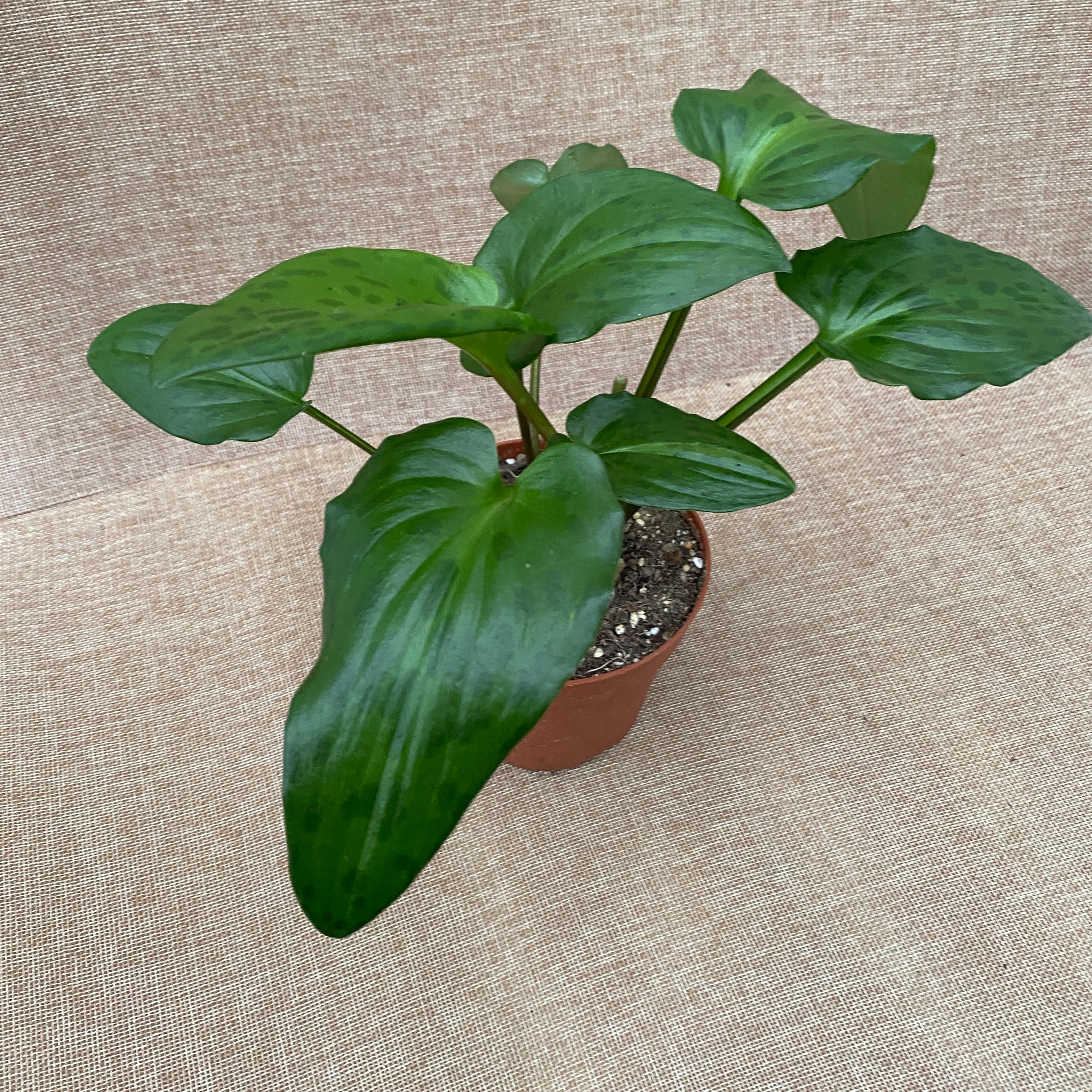 Drimiopsis maculata (Leopard Plant)