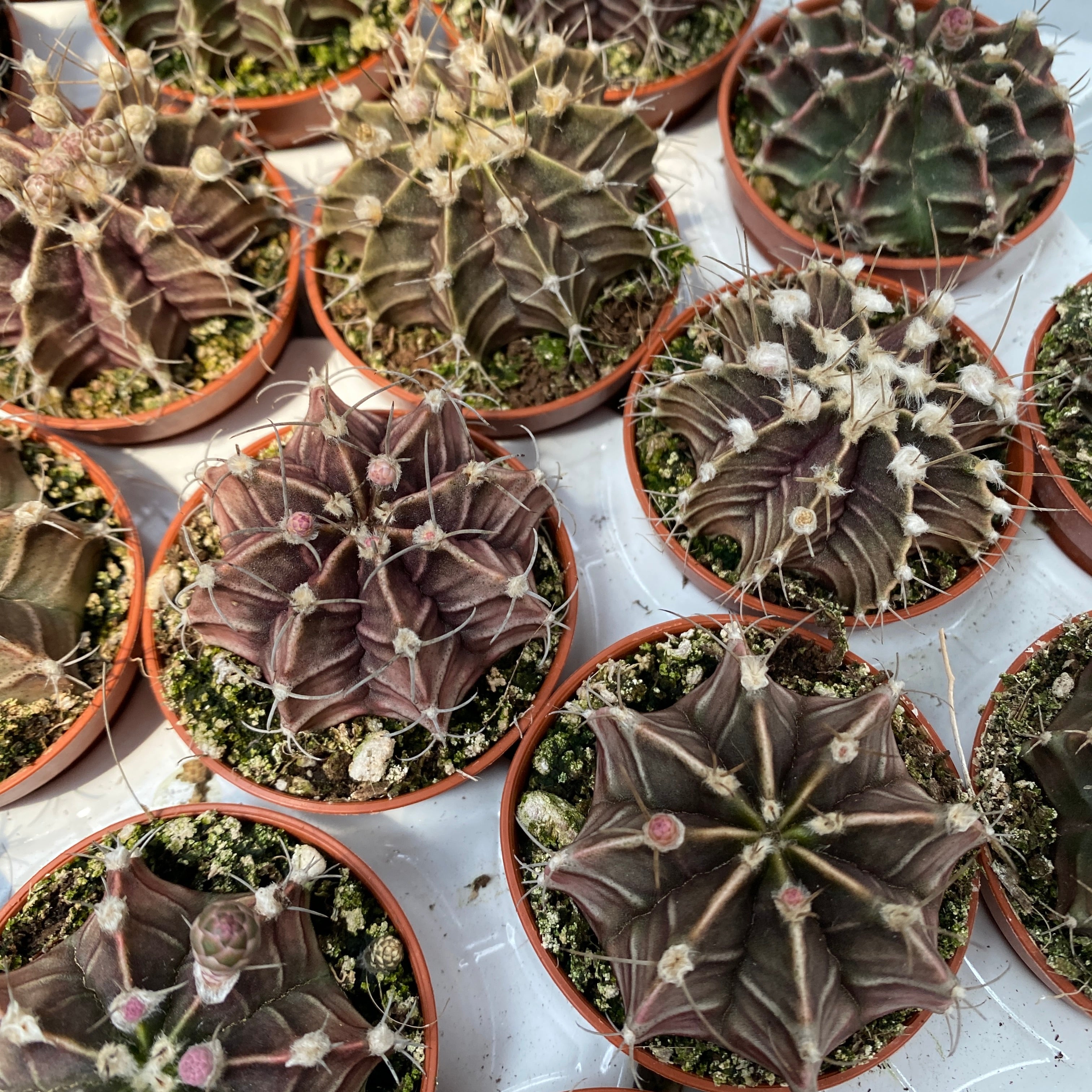 Gymnocalycium Friedrichii
