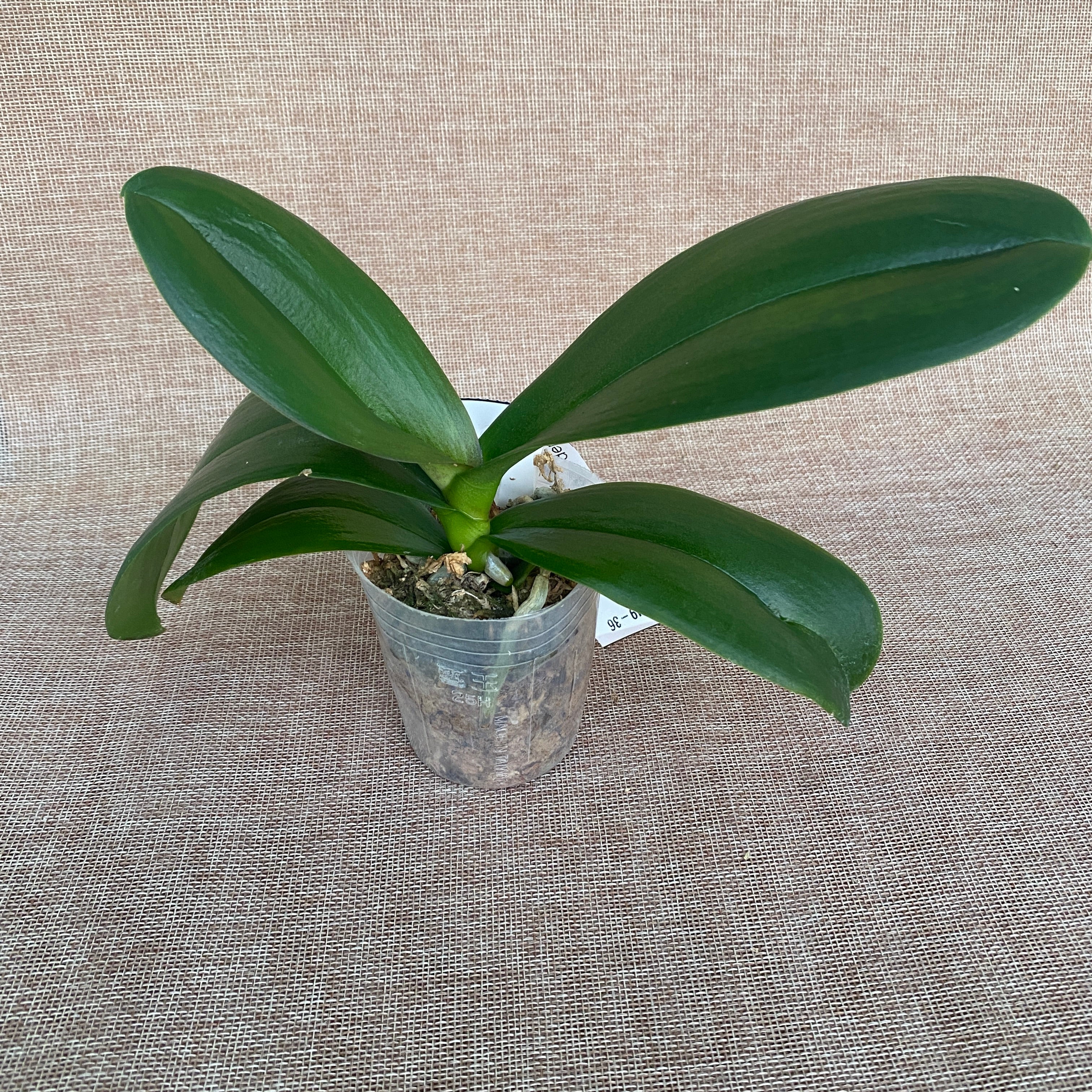 Phalaenopsis Jiuhbao Pink Lady '485' (pelorisch)