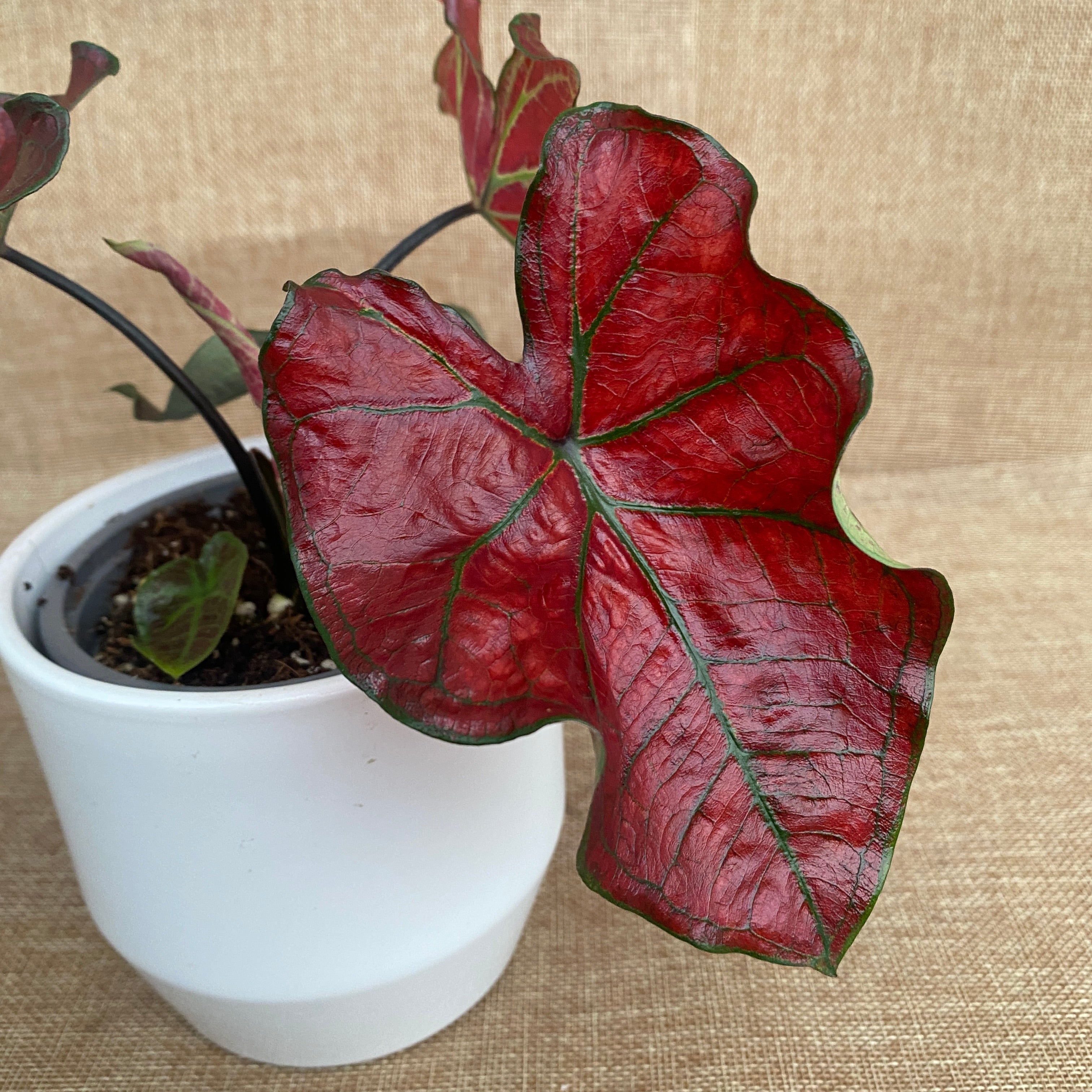 Caladium 'Valentina'