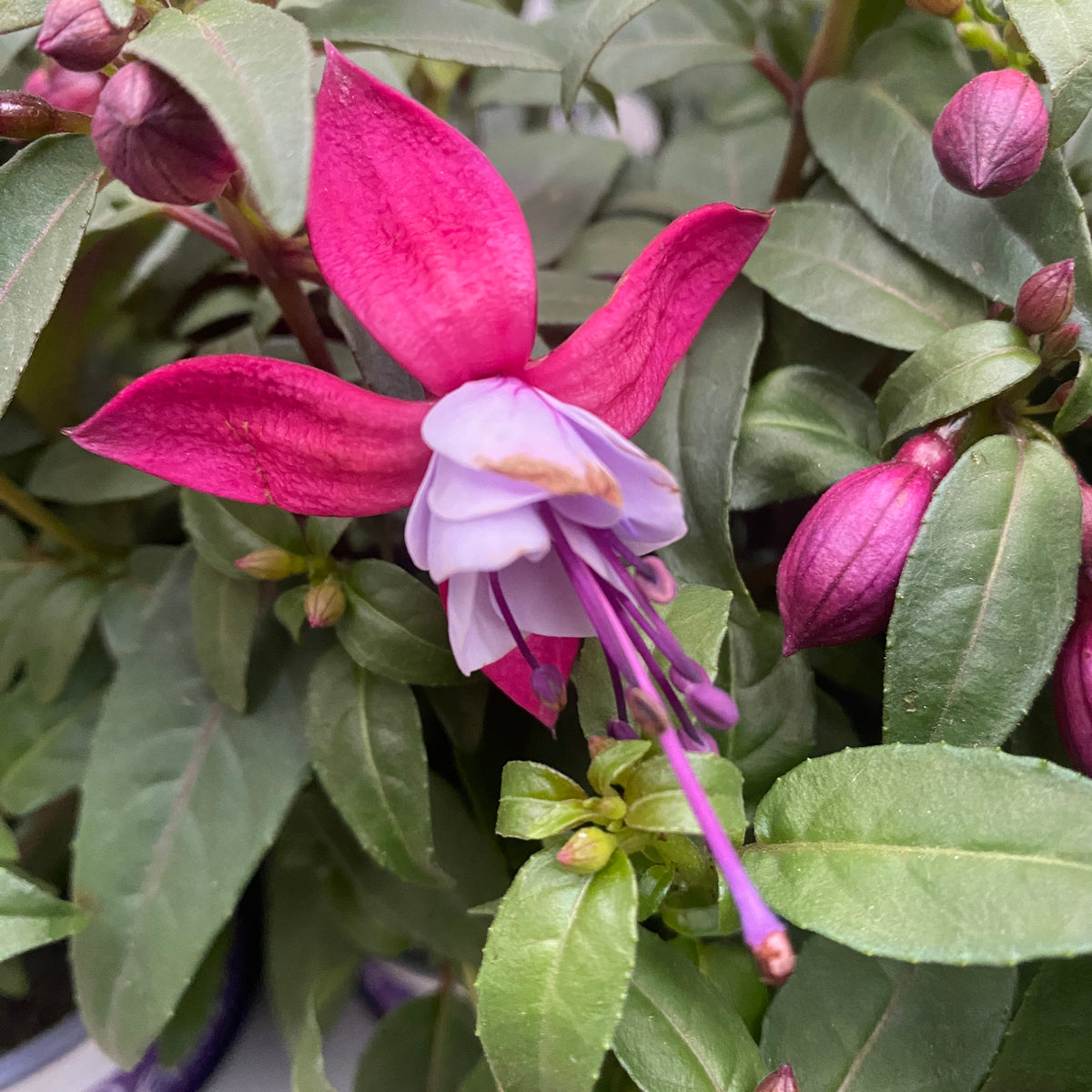 Fuchsia Nikita (cercelusi la ghiveci) – Secret Garden Plant Shop
