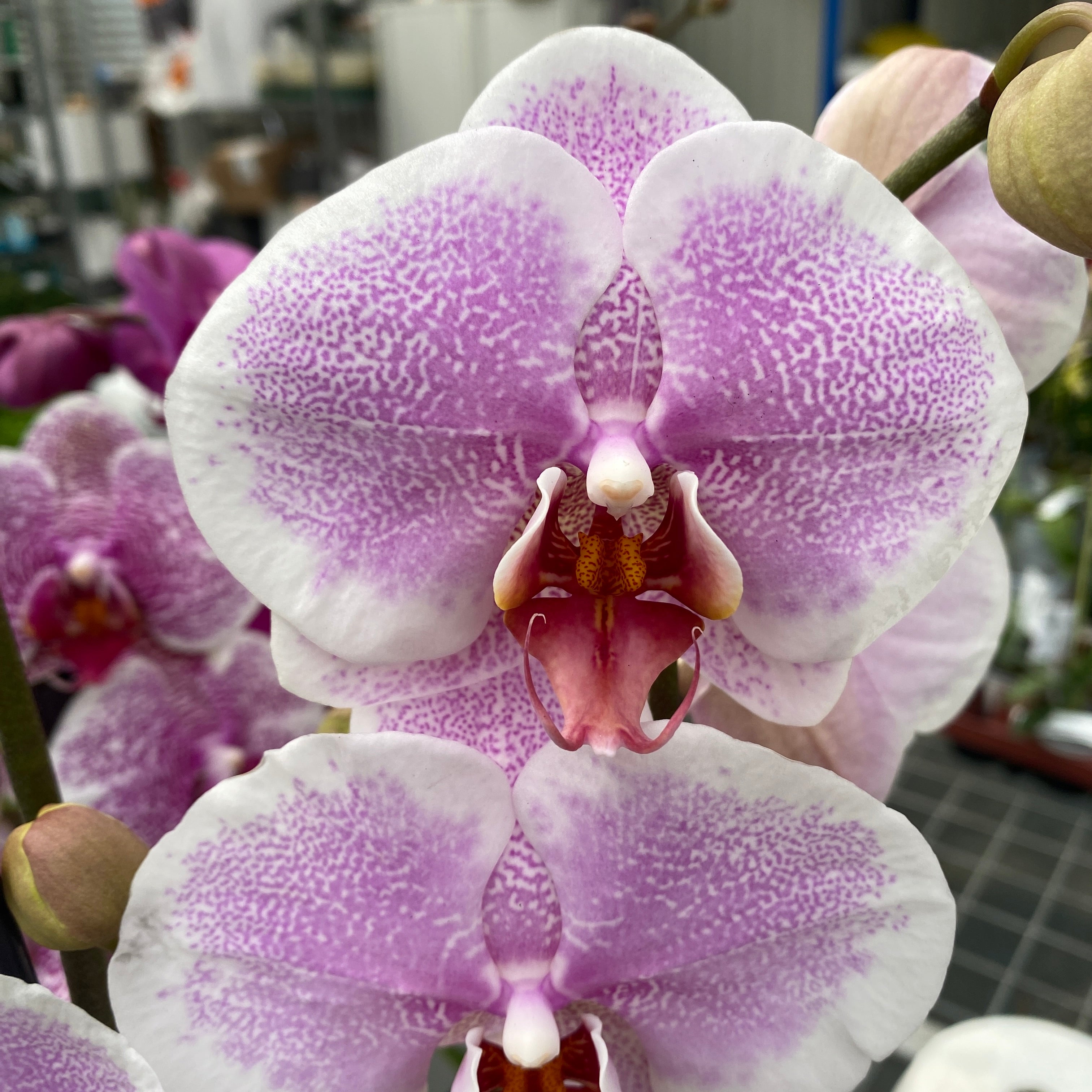 Phalaenopsis Romantik