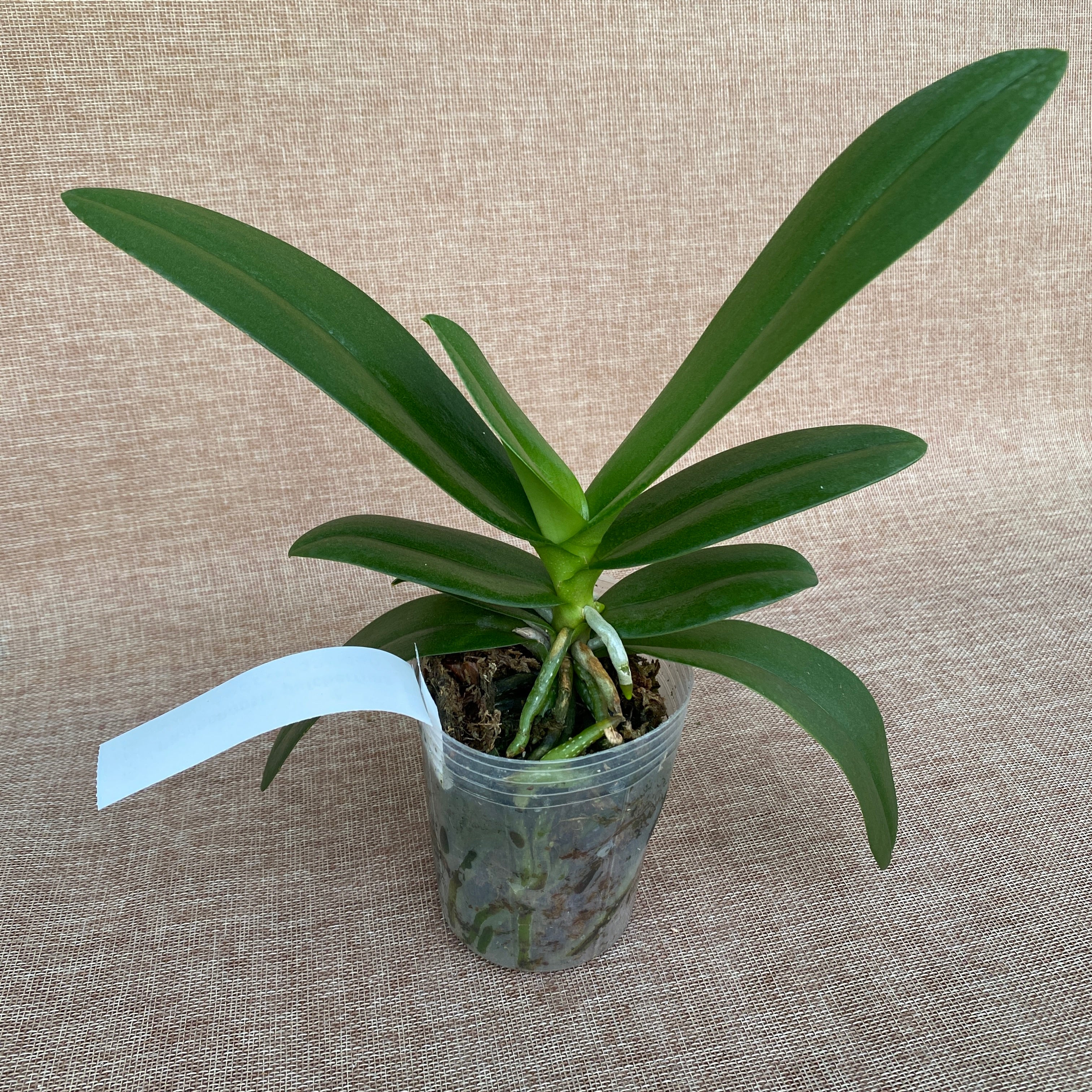 Phalaenopsis pulcherrima 'Red'