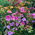 Lewisia 'Mountain Dreams' mix - rezistenta si deosebit de frumoasa
