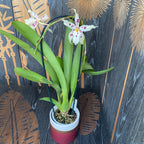 Aliceara Tahoma Glacier “Sweet Sugar” scented