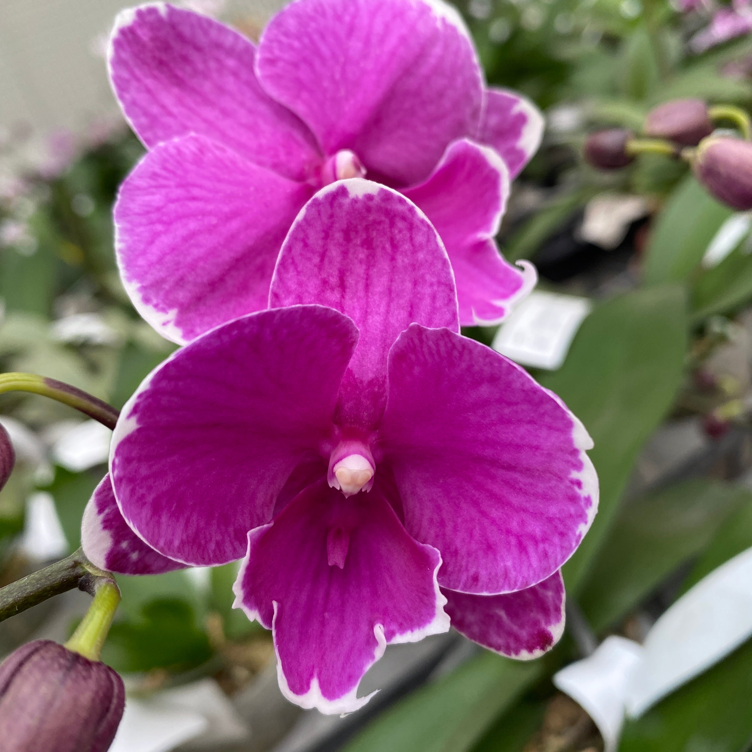 Phalaenopsis Younghome Pinying '0792' - Velká pysk