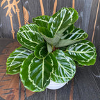 Calathea ‘Apple Bee’