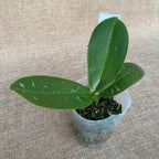 Phalaenopsis stuartiana var. nobilis mirisna