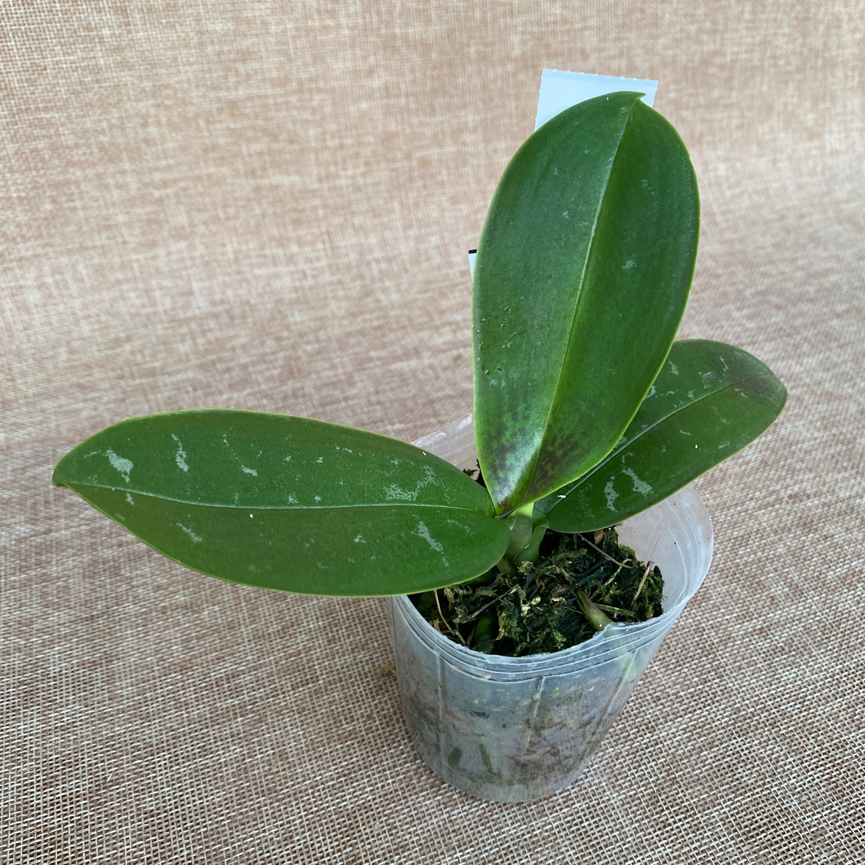 Phalaenopsis stuartiana var. nobilis parfumée