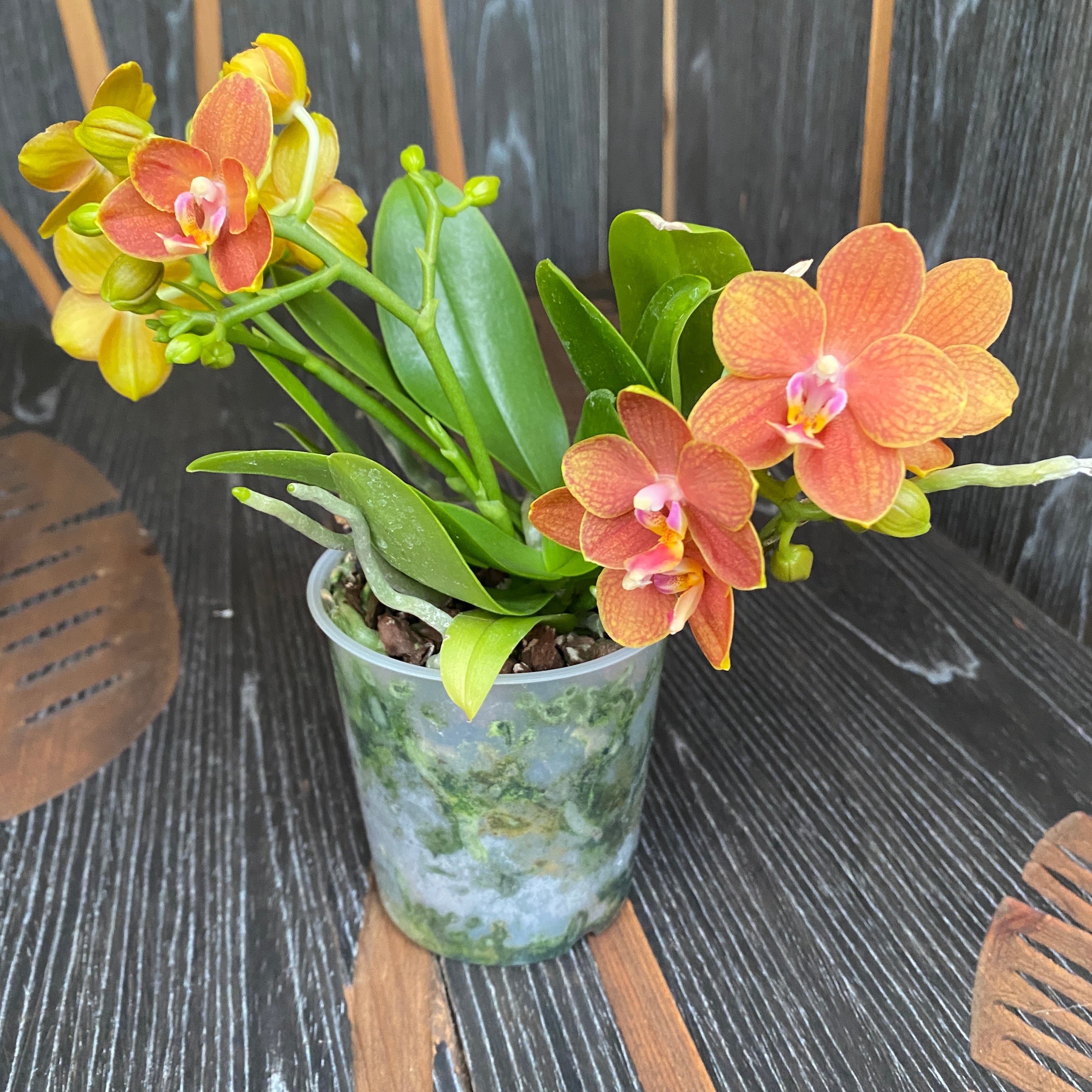 Phalaenopsis KS Pride Golden Diamond * duftend