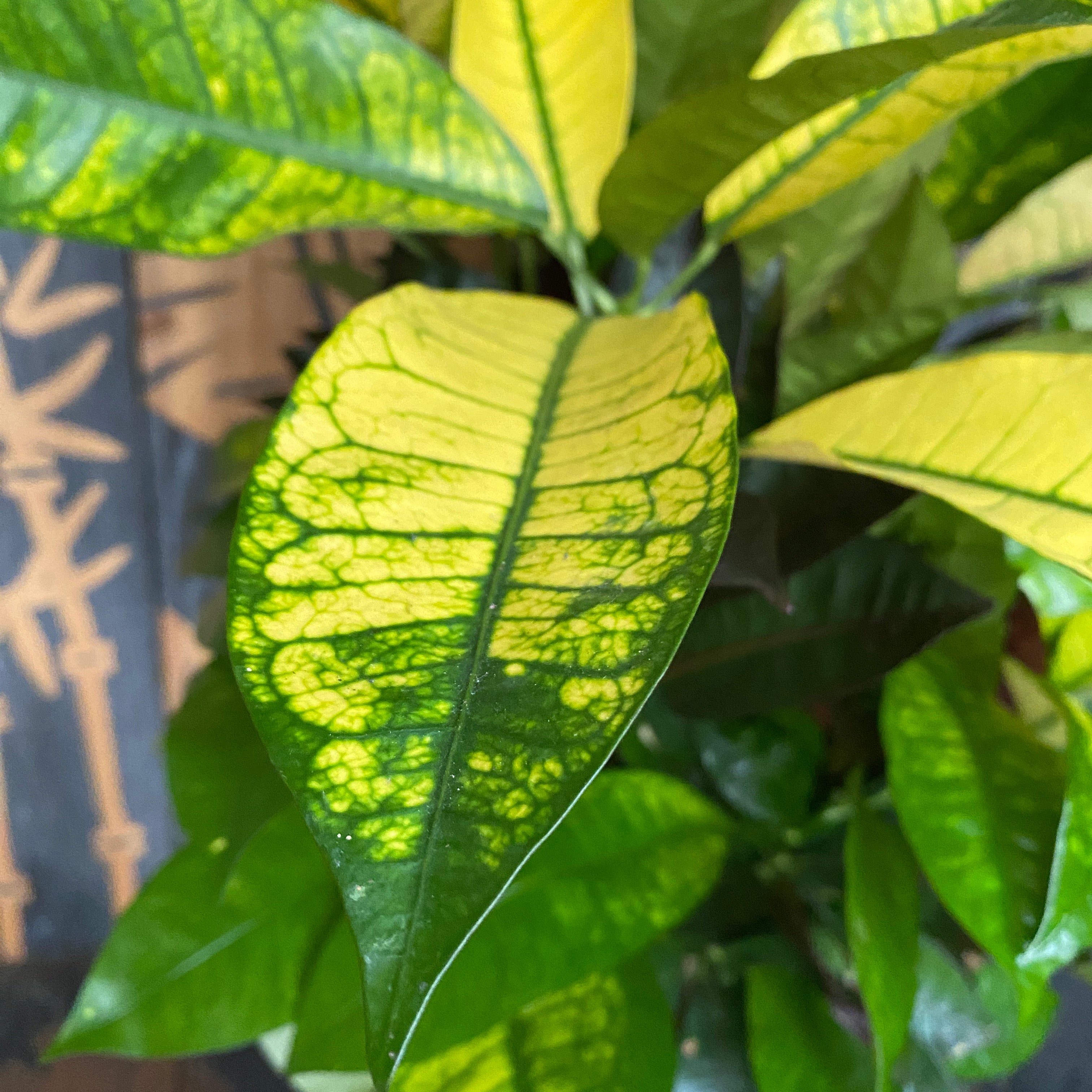 Croton Codiaeum variegatum 'Mrs Iceton'