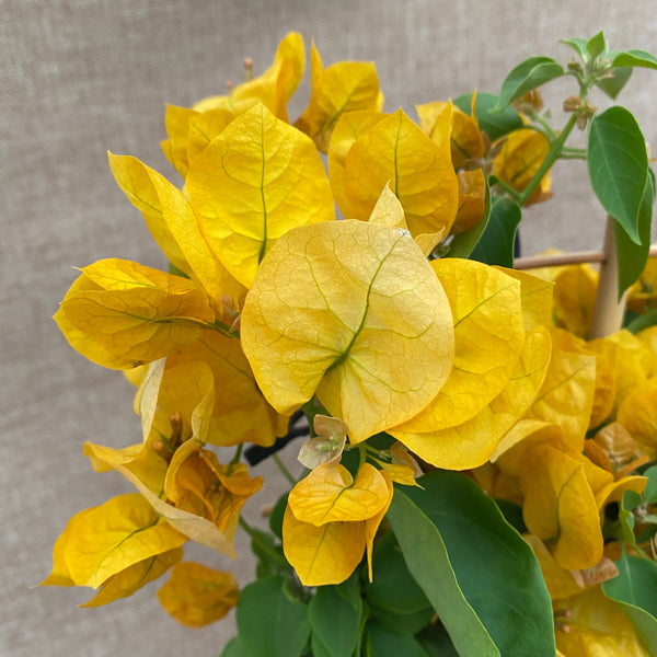 Bougainvillea 'Yellow' - The paper flower