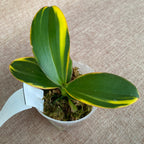 Phalaenopsis Miki Pink Fox (tarka)