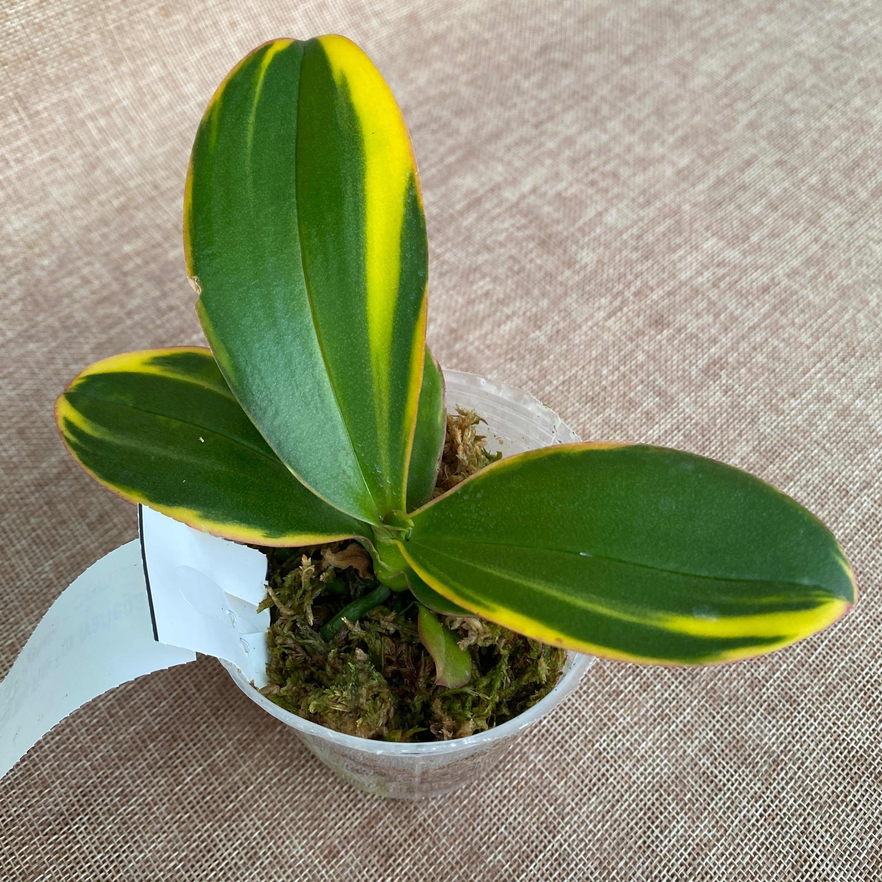 Phalaenopsis Miki Pink Fox (varié)