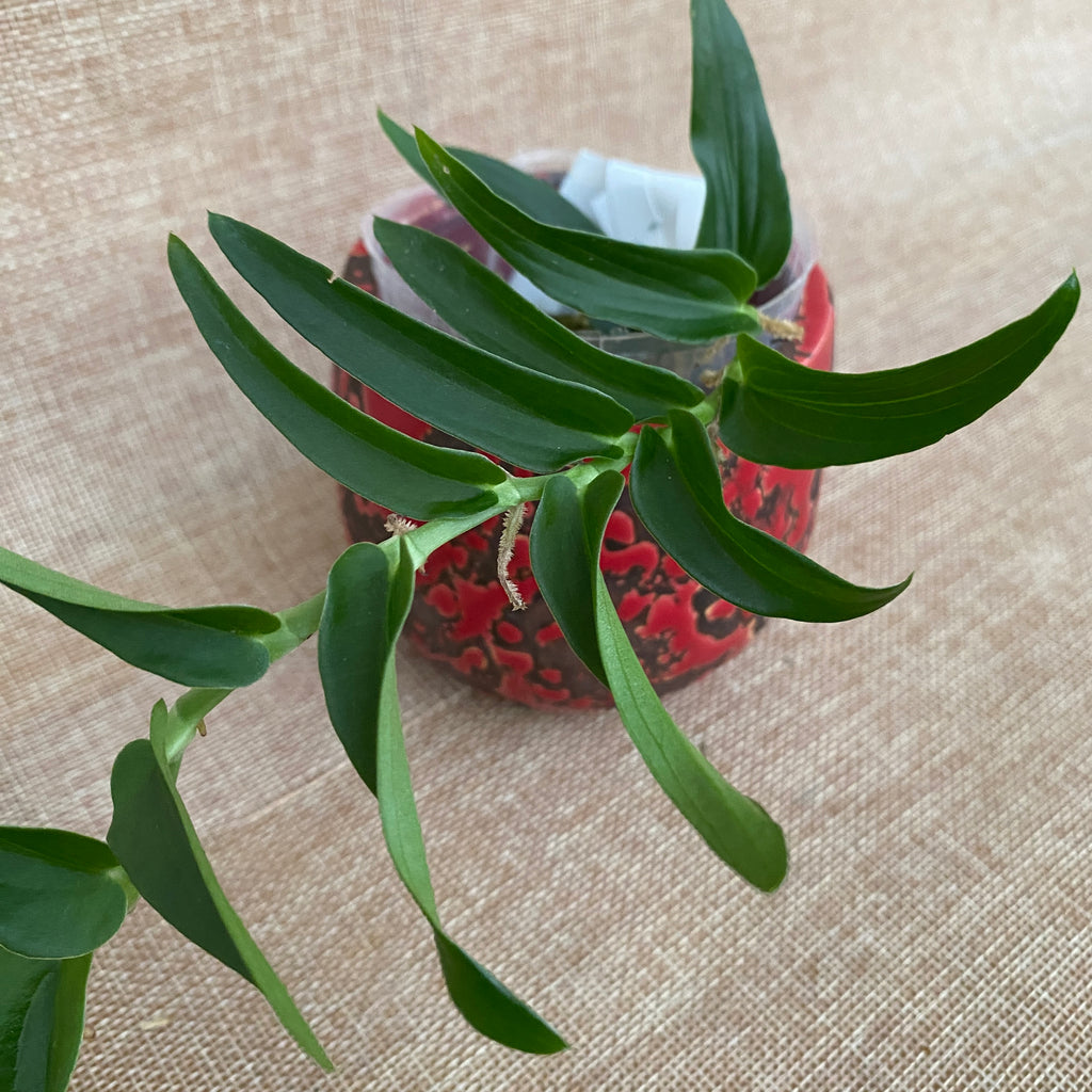 Rhaphidophora tenuis