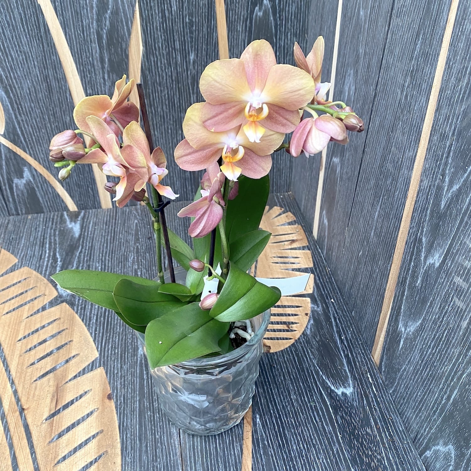 Phalaenopsis Monaco D9