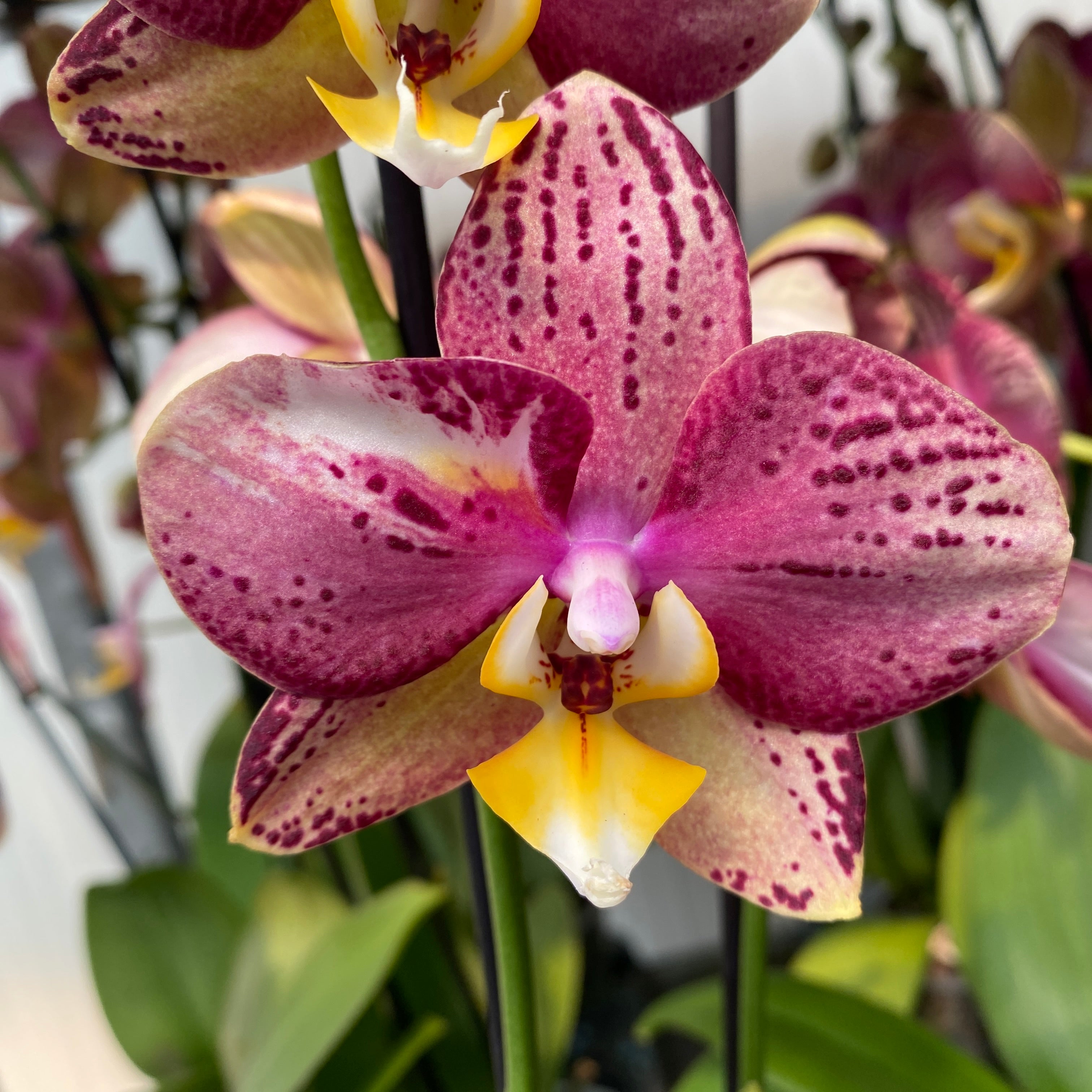 Phalaenopsis Pinif (Phal. Long Pride Flash)