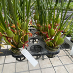 Maxillaria tenuifolia (Coconut Orchid) - very fragrant variety