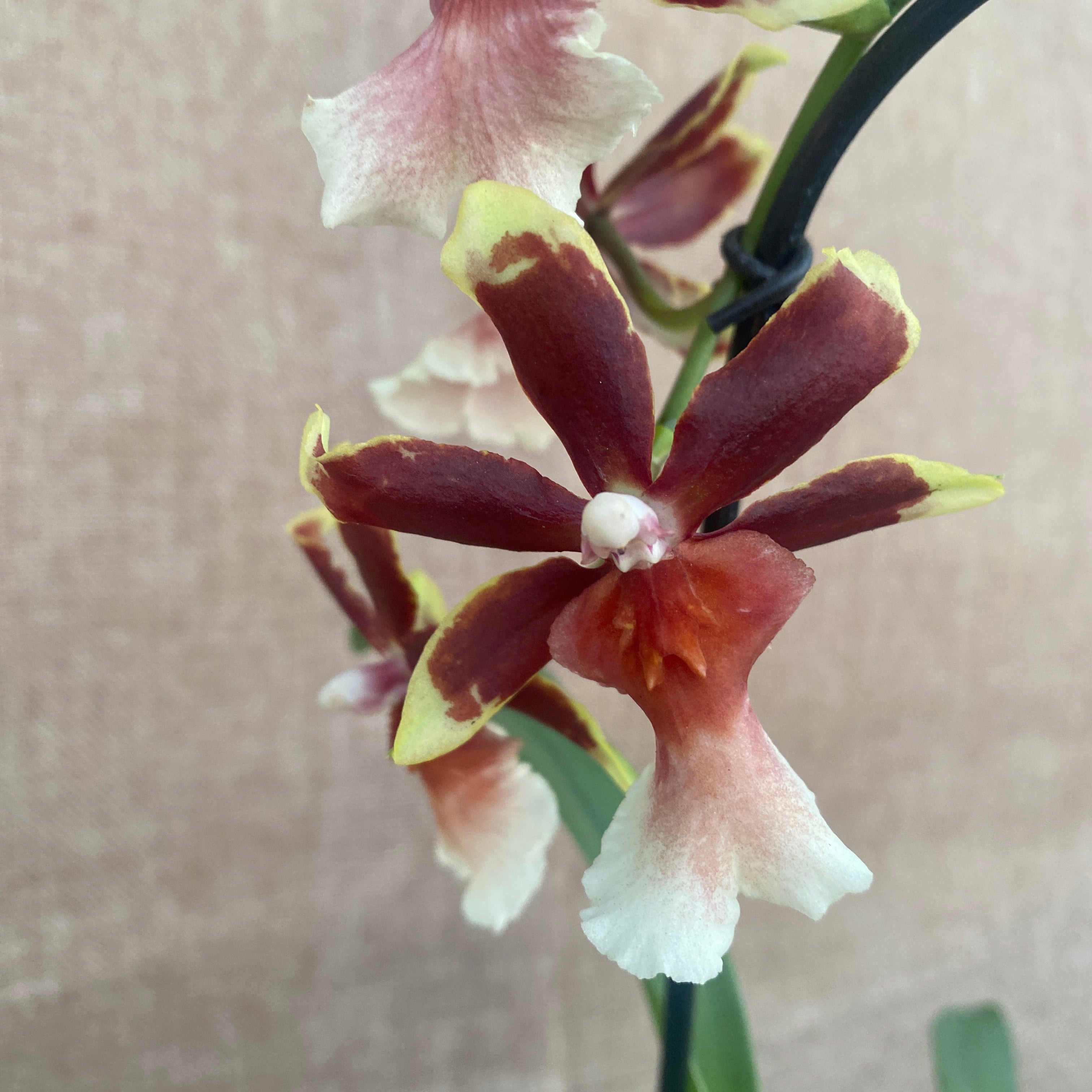 Oncostele Wildcat 'Rainbow' D9