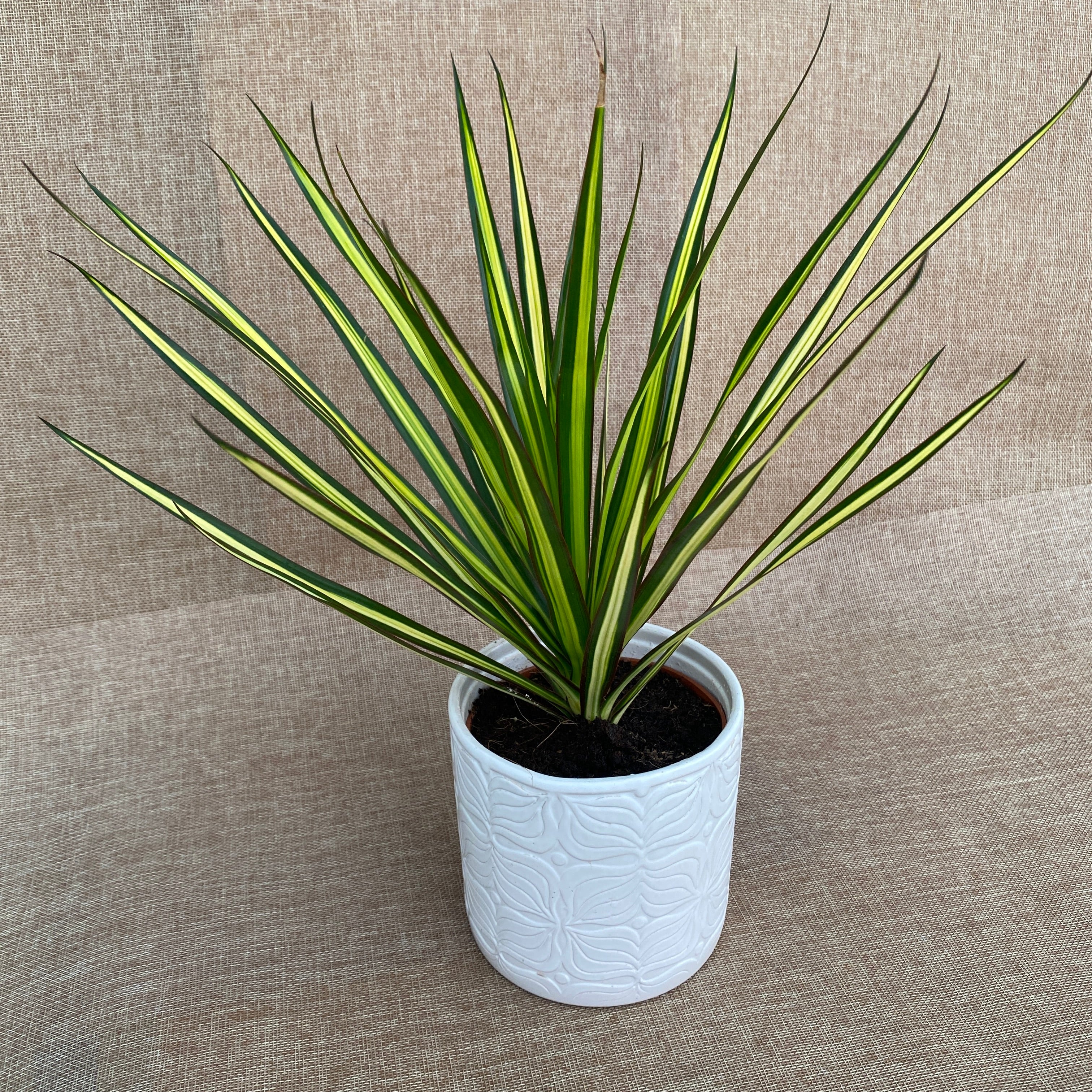 Dracaena marginata 'Sunray' D12