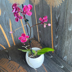 Phalaenopsis Limited #36