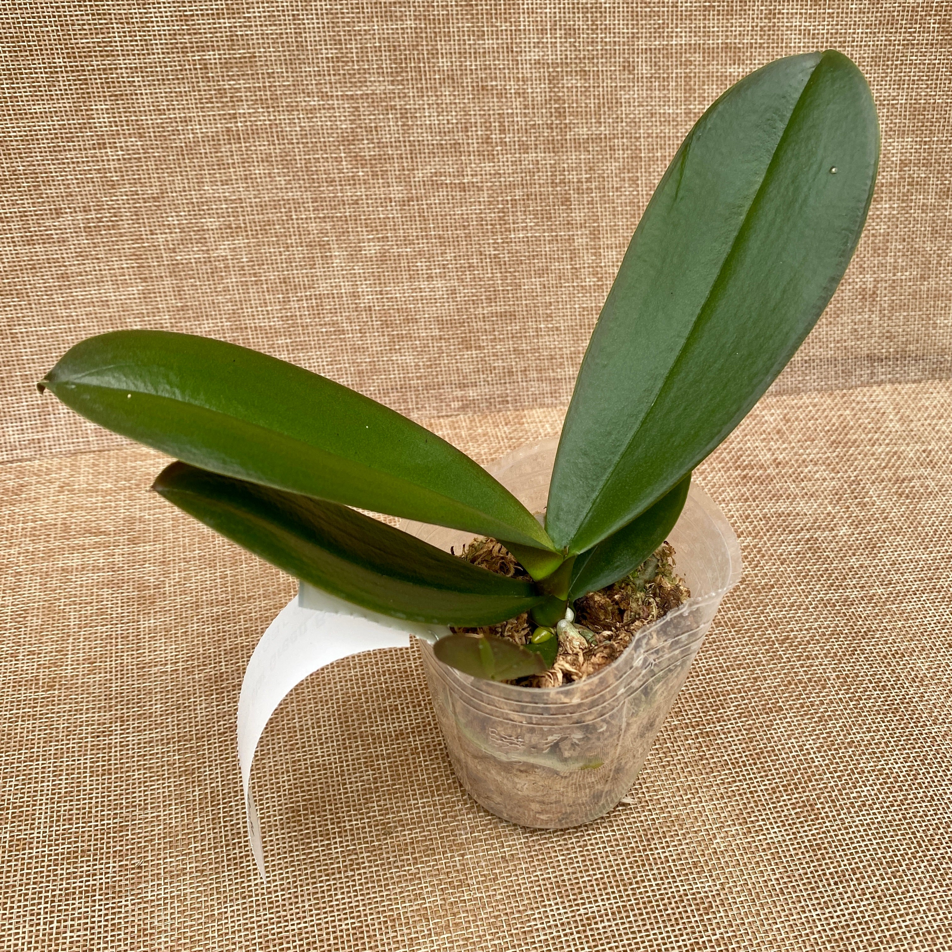 Phalaenopsis Star Green Beauty - riesige Blumen!