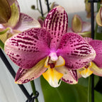 Phalaenopsis Pinif (Phal. Long Pride Flash)