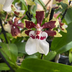 Colmanara Jungle Monarch *parfumée