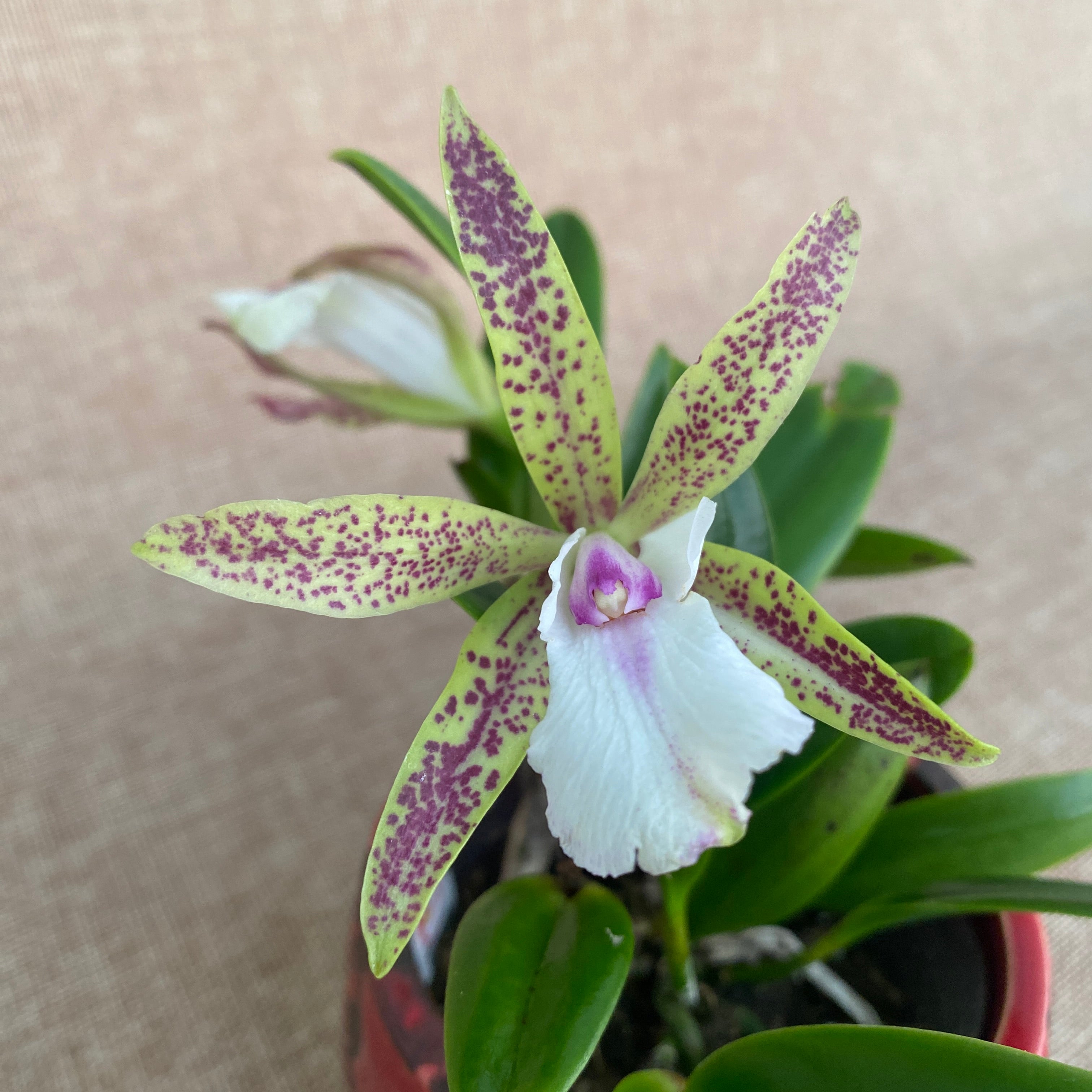 Bc. Theresa Ricci - Fragrant Flowers – Floraria Secret Garden (SG)