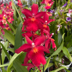 Burrageara Fran's Jewels